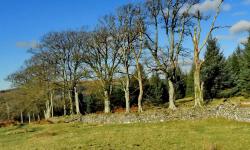 Featured image of post Burrator Arboretum and Sheeps Tor circular