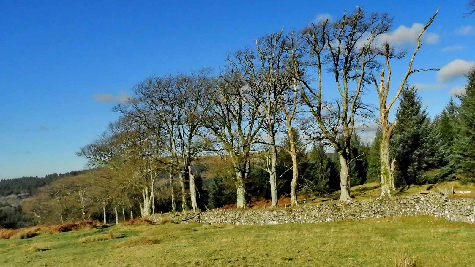A row of beech trees along the way. The other side of the wall is Roughtor Plantation