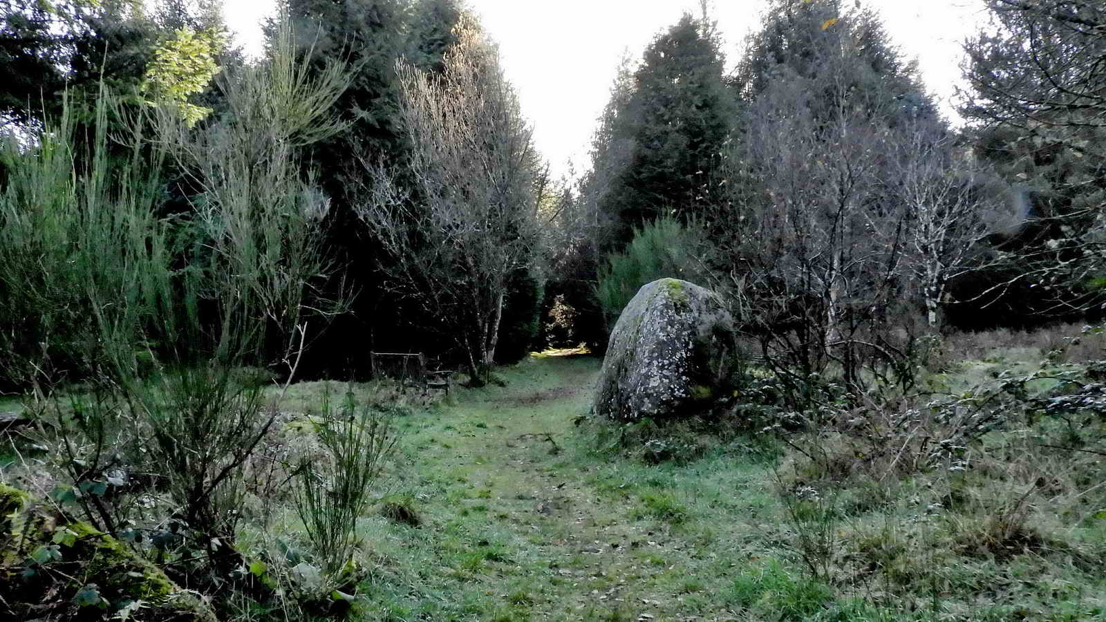 The chosen path for cutting through to access Yellowmead Down and Sheeps Tor