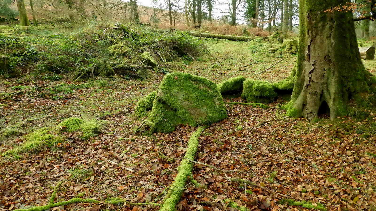 The WIFF stone. SX 56650 68798