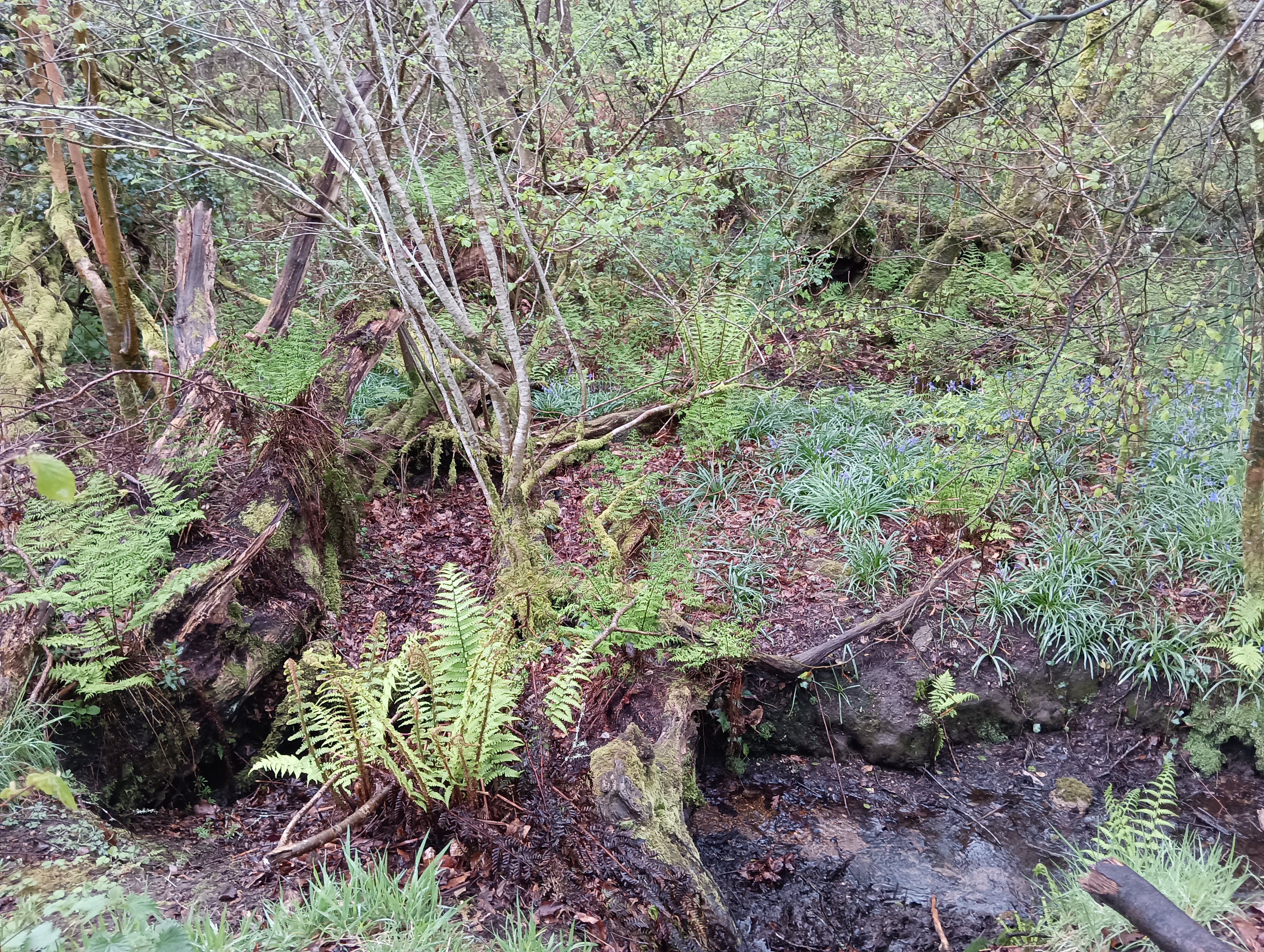 Naturalised bog alongside the stream