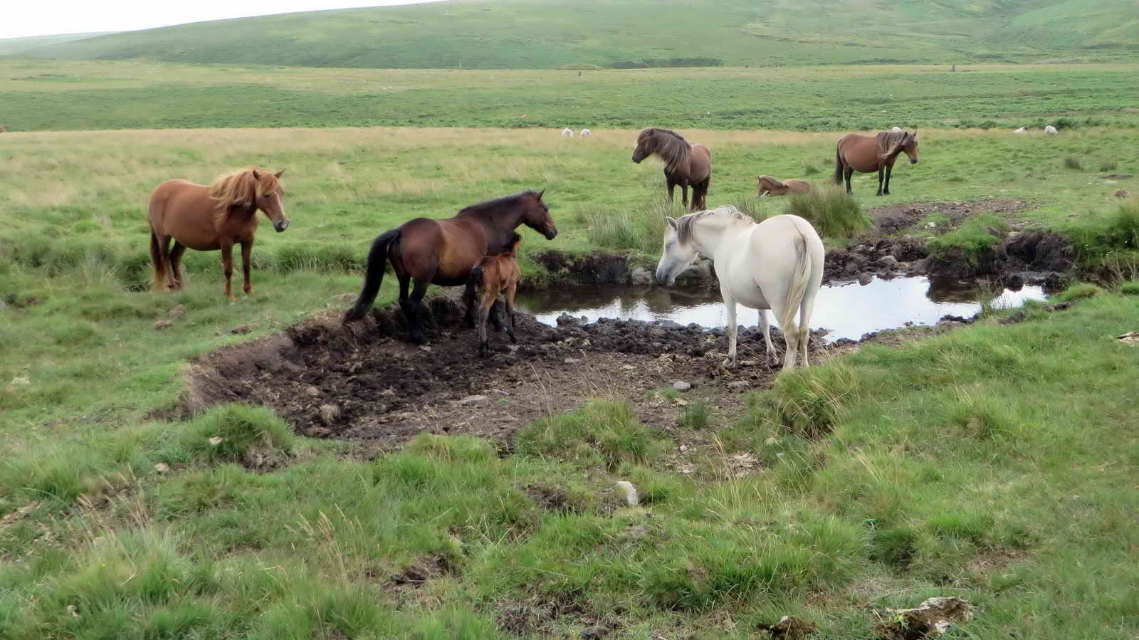 Ponies in the leat