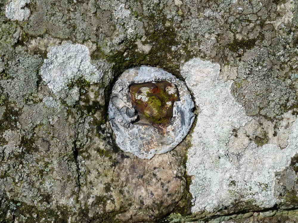 The broken off iron pintle (gatehanger) was set in lead