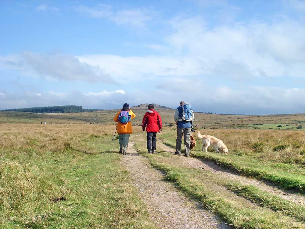 Setting off towards Bellever Tor, with Bellever Forest on the left