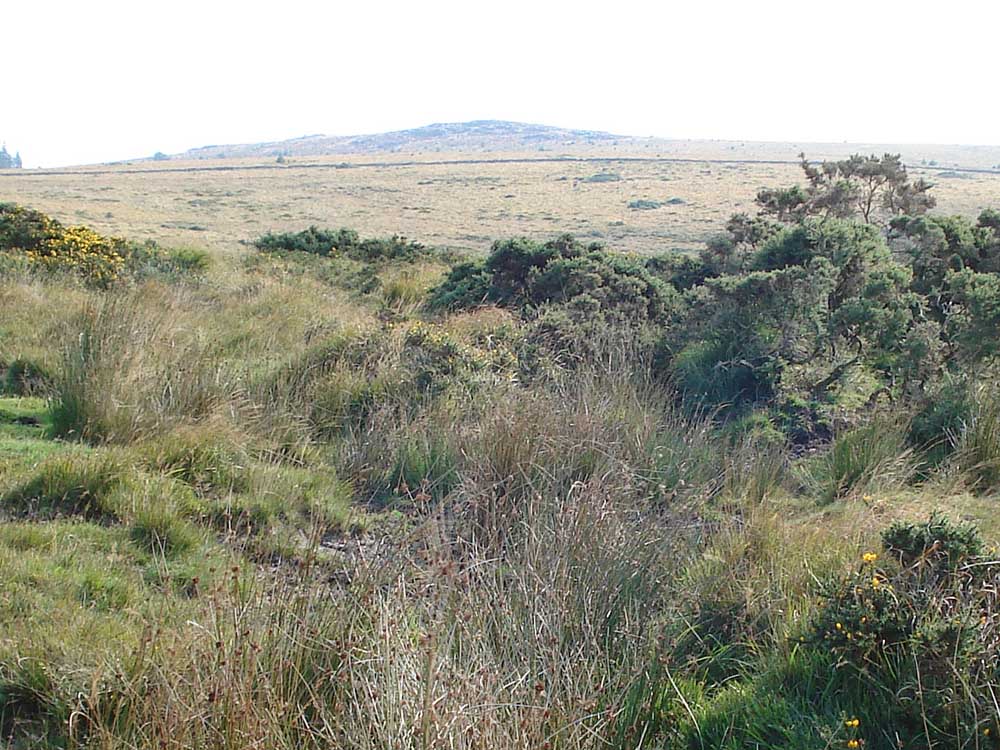 Laughter Tor, SX 65253 75695. Elevation 420 metres (1377 feet)