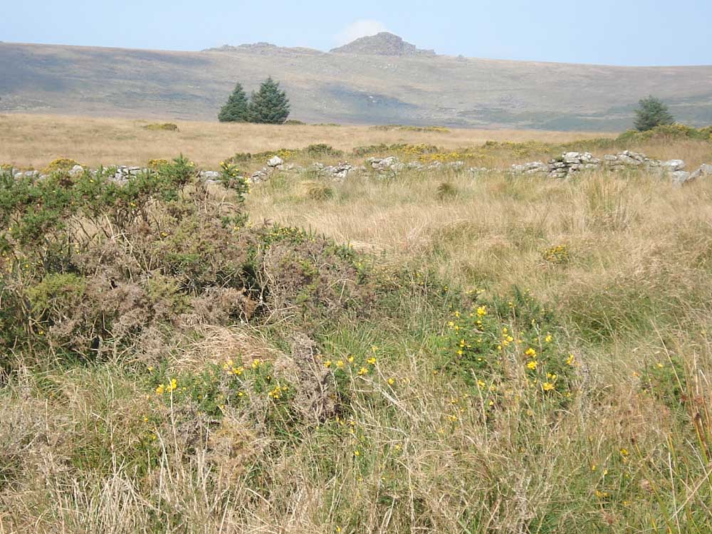 Longaford Tors, SX 61560 77943. Elevation 507 metres (1663 feet)