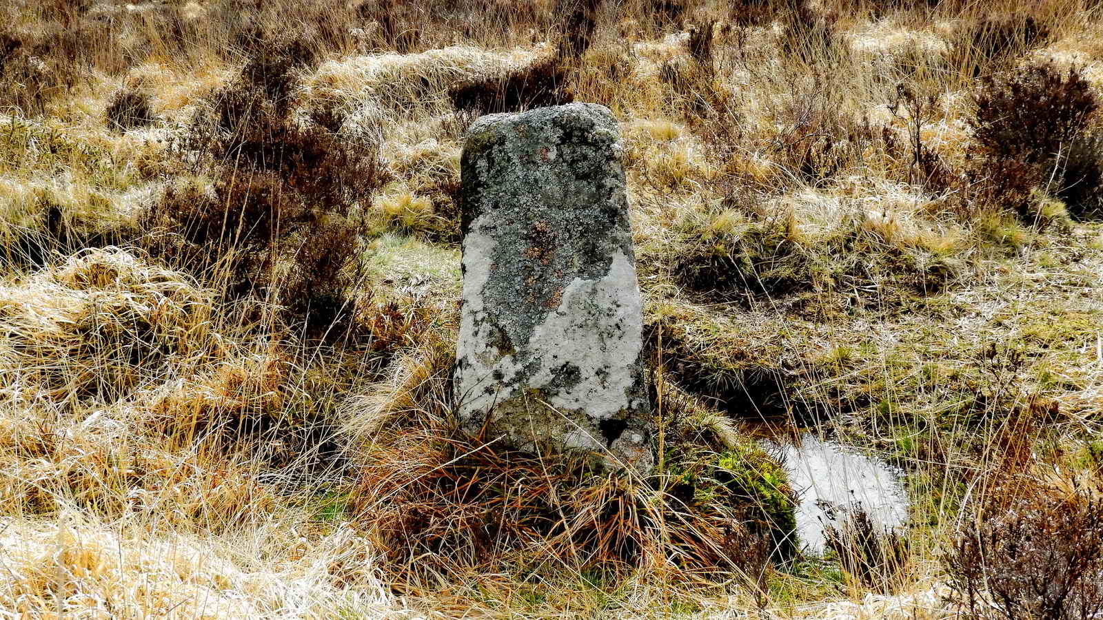 One in a row of WB stones marking the boundary of Headland Warren. SX 67654 81164