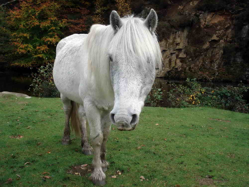 There are often ponies here, but please don’t feed them