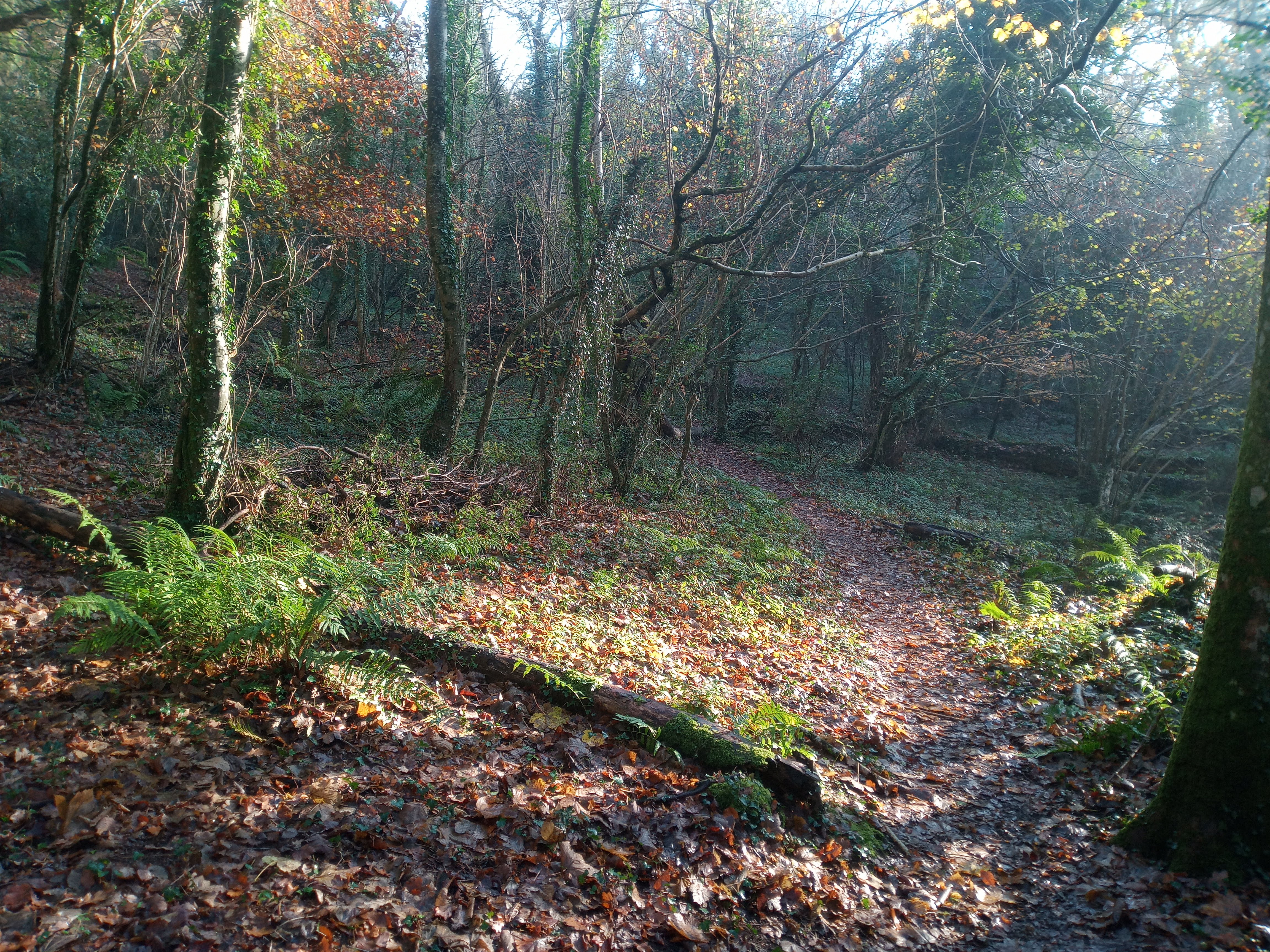 Path through Shaptor Woods