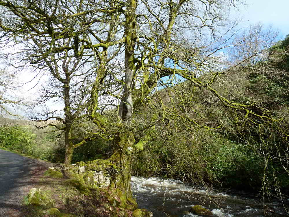 Wall eating tree