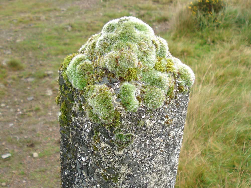 Moss growing on the top of a concrete fence post