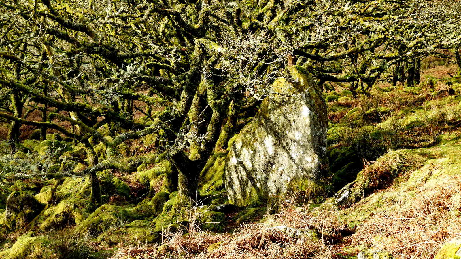 The Buller Stone, at the line of the wood